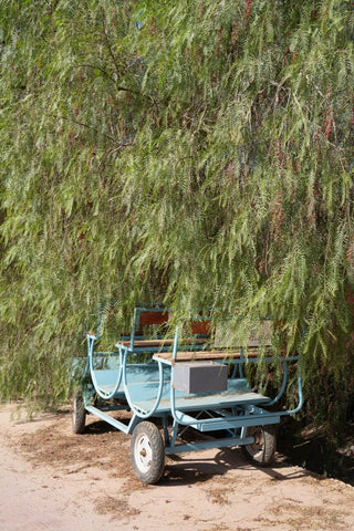 The Cart Waits - Liza Pruitt