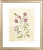 The "Cosmos Conservatory" Florilegium Series, Fine Art Print - Liza Pruitt