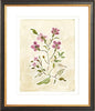 The "Cosmos Conservatory" Florilegium Series, Fine Art Print - Liza Pruitt
