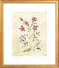 The "Cosmos Conservatory" Florilegium Series, Fine Art Print - Liza Pruitt