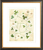 The "Daisy Chain" Florilegium Series, Fine Art Print - Liza Pruitt