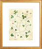 The "Daisy Chain" Florilegium Series, Fine Art Print - Liza Pruitt