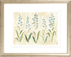 The "Delphinium" Florilegium Series, Fine Art Print - Liza Pruitt