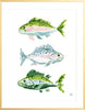 The "Fish School No. 1" Watercolor Fish Fine Art Print - Liza Pruitt