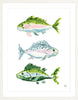 The "Fish School No. 1" Watercolor Fish Fine Art Print - Liza Pruitt