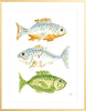 The "Fish School No. 3" Watercolor Fish Fine Art Print - Liza Pruitt