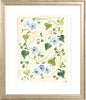 The "Forget me Nots" Florilegium Series, Fine Art Print - Liza Pruitt