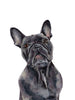The Frenchie - Open Edition Paper Print - Liza Pruitt