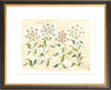 The "Gilded Garden" Florilegium Series, Fine Art Print - Liza Pruitt
