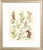 The "Herbarium Reds" Florilegium Series, Fine Art Print - Liza Pruitt