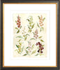 The "Herbarium Reds" Florilegium Series, Fine Art Print - Liza Pruitt