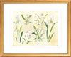 The "Herbarium Whites" Florilegium Series, Fine Art Print - Liza Pruitt