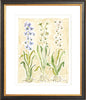 The "Hyacinth" Florilegium Series, Fine Art Print - Liza Pruitt