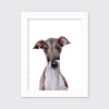 The Iggy - Open Edition Paper Print - Liza Pruitt