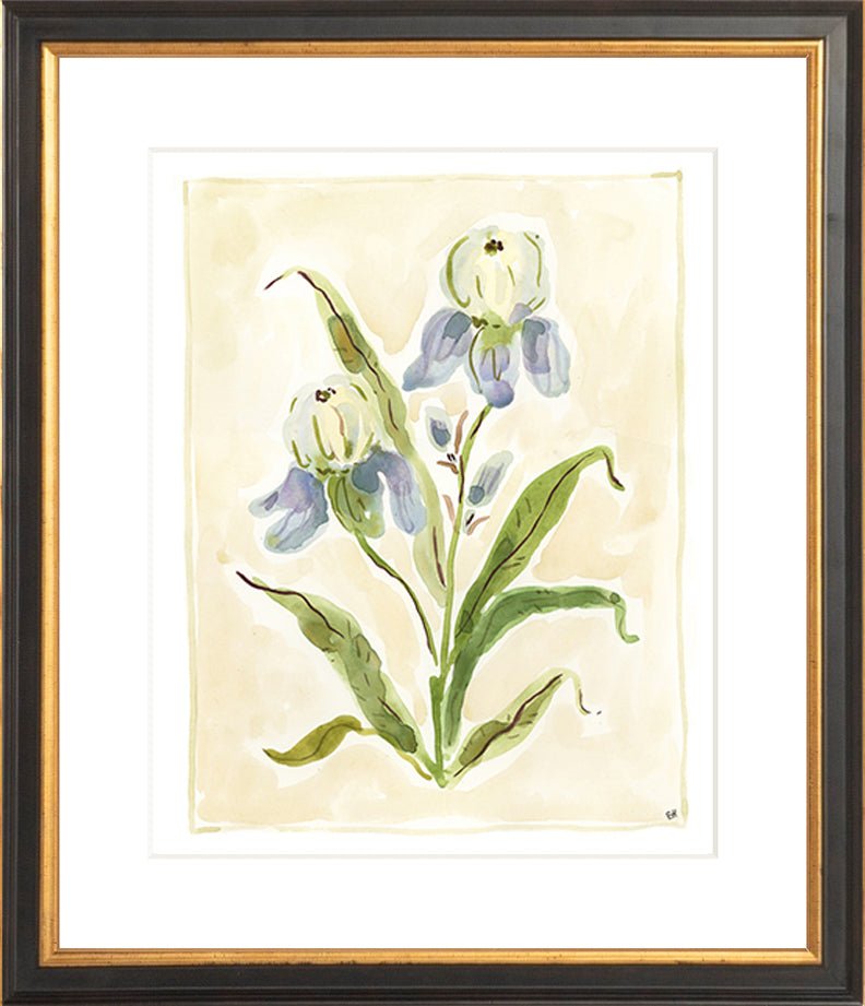 The "Iris Study" Florilegium Series, Fine Art Print - Liza Pruitt