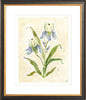 The "Iris Study" Florilegium Series, Fine Art Print - Liza Pruitt