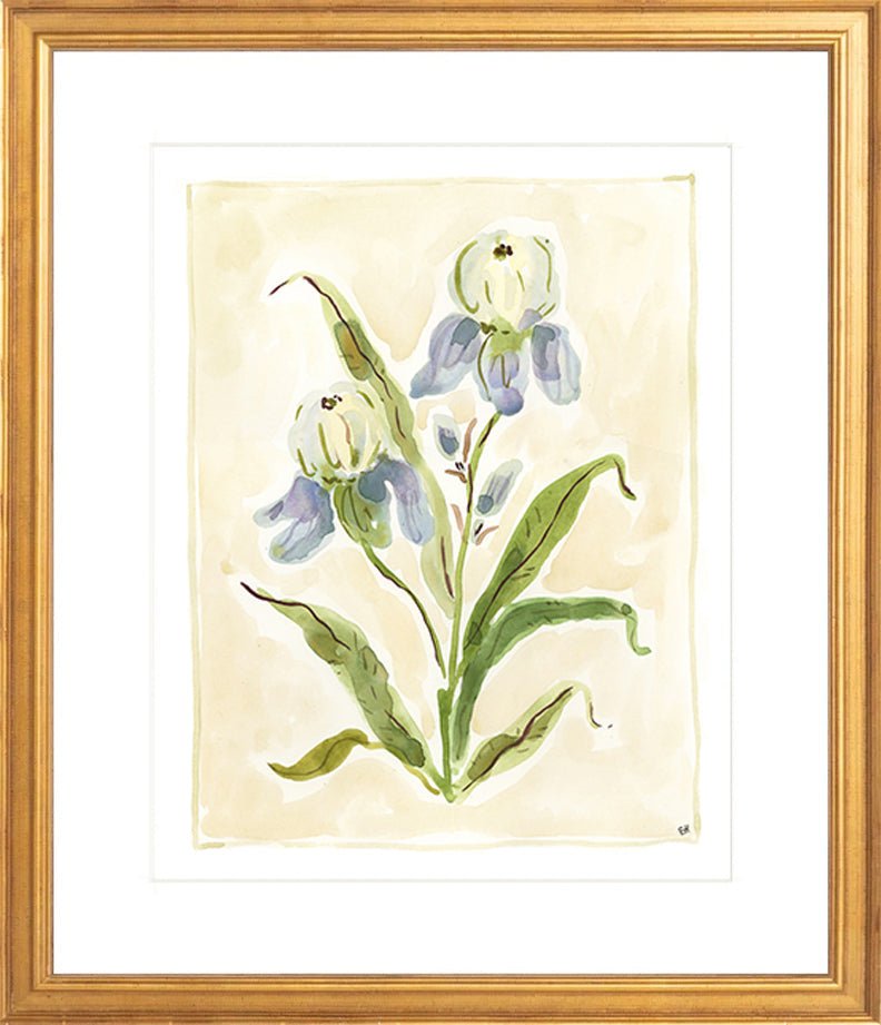 The "Iris Study" Florilegium Series, Fine Art Print - Liza Pruitt