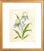 The "Iris Study" Florilegium Series, Fine Art Print - Liza Pruitt