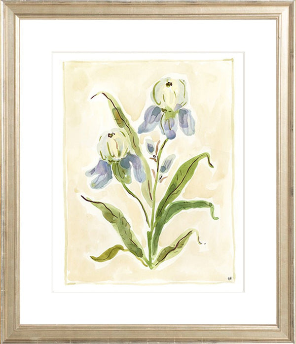 The "Iris Study" Florilegium Series, Fine Art Print - Liza Pruitt