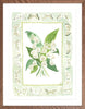 The "Lily of the Valley Charms" Watercolor Fine Art Print, Flower Charm Series - Liza Pruitt