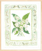 The "Lily of the Valley Charms" Watercolor Fine Art Print, Flower Charm Series - Liza Pruitt