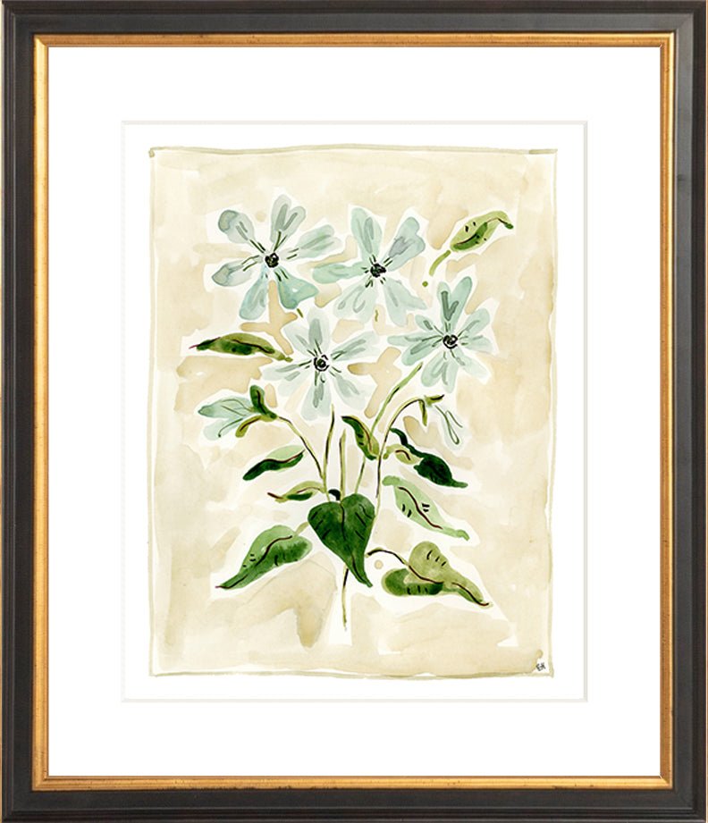 The "Oxypetalum" Florilegium Series, Fine Art Print - Liza Pruitt