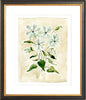 The "Oxypetalum" Florilegium Series, Fine Art Print - Liza Pruitt
