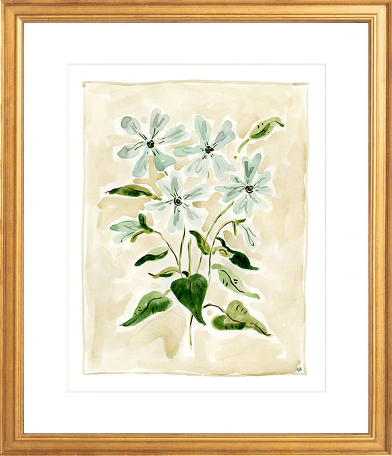 The "Oxypetalum" Florilegium Series, Fine Art Print - Liza Pruitt