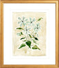 The "Oxypetalum" Florilegium Series, Fine Art Print - Liza Pruitt