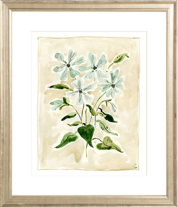 The "Oxypetalum" Florilegium Series, Fine Art Print - Liza Pruitt