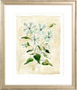 The "Oxypetalum" Florilegium Series, Fine Art Print - Liza Pruitt