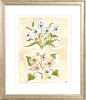 The "Pressed Petals" Florilegium Series, Fine Art Print - Liza Pruitt