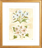 The "Pressed Petals" Florilegium Series, Fine Art Print - Liza Pruitt