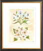 The "Pressed Petals" Florilegium Series, Fine Art Print - Liza Pruitt