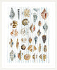 The "Shells and Stripes" Watercolor Fine Art Print - Liza Pruitt