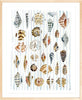 The "Shells and Stripes" Watercolor Fine Art Print - Liza Pruitt