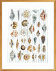 The "Shells and Stripes" Watercolor Fine Art Print - Liza Pruitt