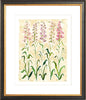 The "Sweet Peas Study" Florilegium Series, Fine Art Print - Liza Pruitt