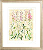 The "Sweet Peas Study" Florilegium Series, Fine Art Print - Liza Pruitt