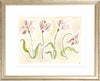 The "Tulip Study" Florilegium Series, Fine Art Print - Liza Pruitt