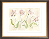 The "Tulip Study" Florilegium Series, Fine Art Print - Liza Pruitt