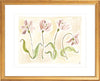 The "Tulip Study" Florilegium Series, Fine Art Print - Liza Pruitt