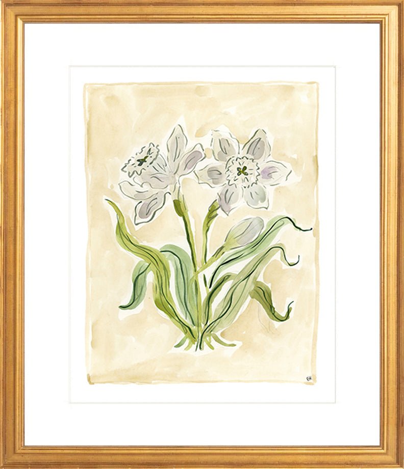 The "White Daffodils" Florilegium Series, Fine Art Print - Liza Pruitt