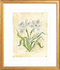 The "White Daffodils" Florilegium Series, Fine Art Print - Liza Pruitt