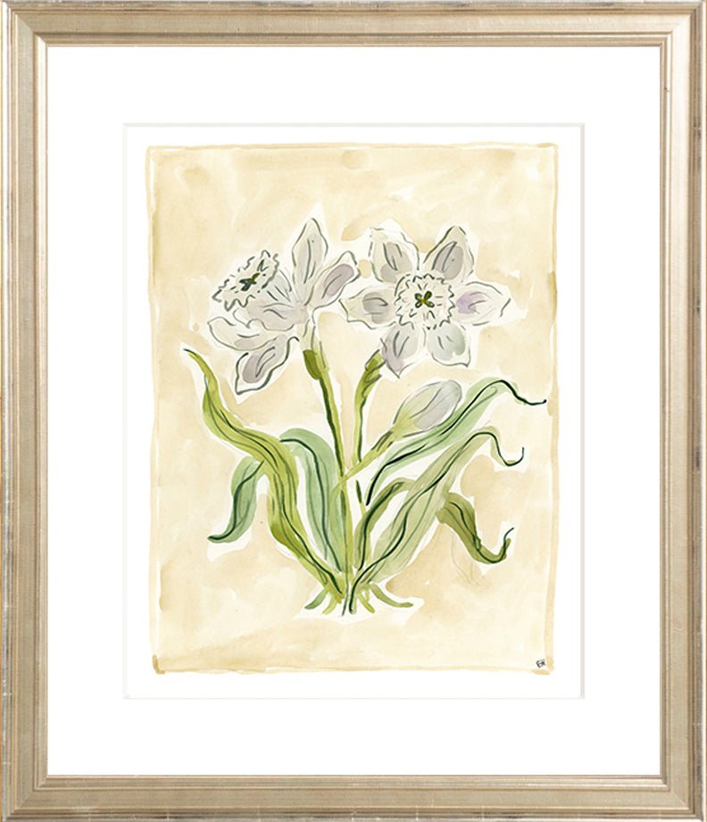 The "White Daffodils" Florilegium Series, Fine Art Print - Liza Pruitt
