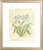 The "White Daffodils" Florilegium Series, Fine Art Print - Liza Pruitt