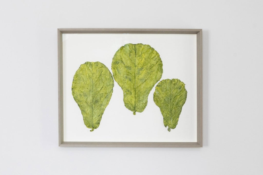 Three Green Fig Leaf Series II | 20" h x 25" w | Framed - Liza Pruitt
