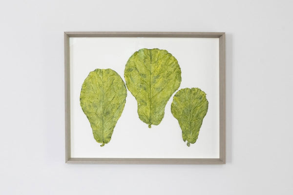 Three Green Fig Leaf Series II | 20" h x 25" w | Framed - Liza Pruitt
