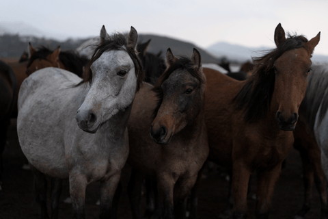 Three Horses - Liza Pruitt