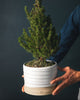 Trunk Garden Pot - Liza Pruitt